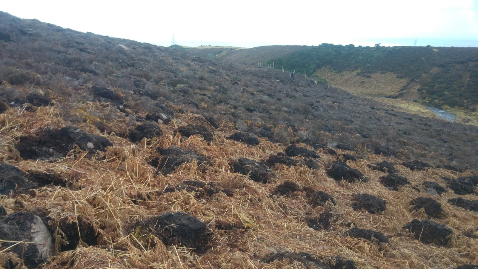 Spot cultivation in the form of excavator mounds await being planted with native trees. This ground preparation work was completed last summer, so the mounds are settled, friable and ready to be planted after being frozen and thawed several times.