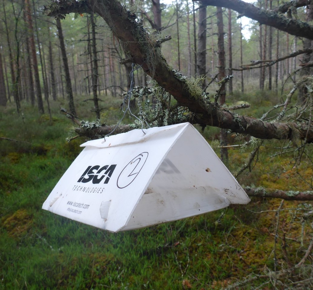 Polycarbonate tent holding a pheromone trap and a sticky end (for a moth)