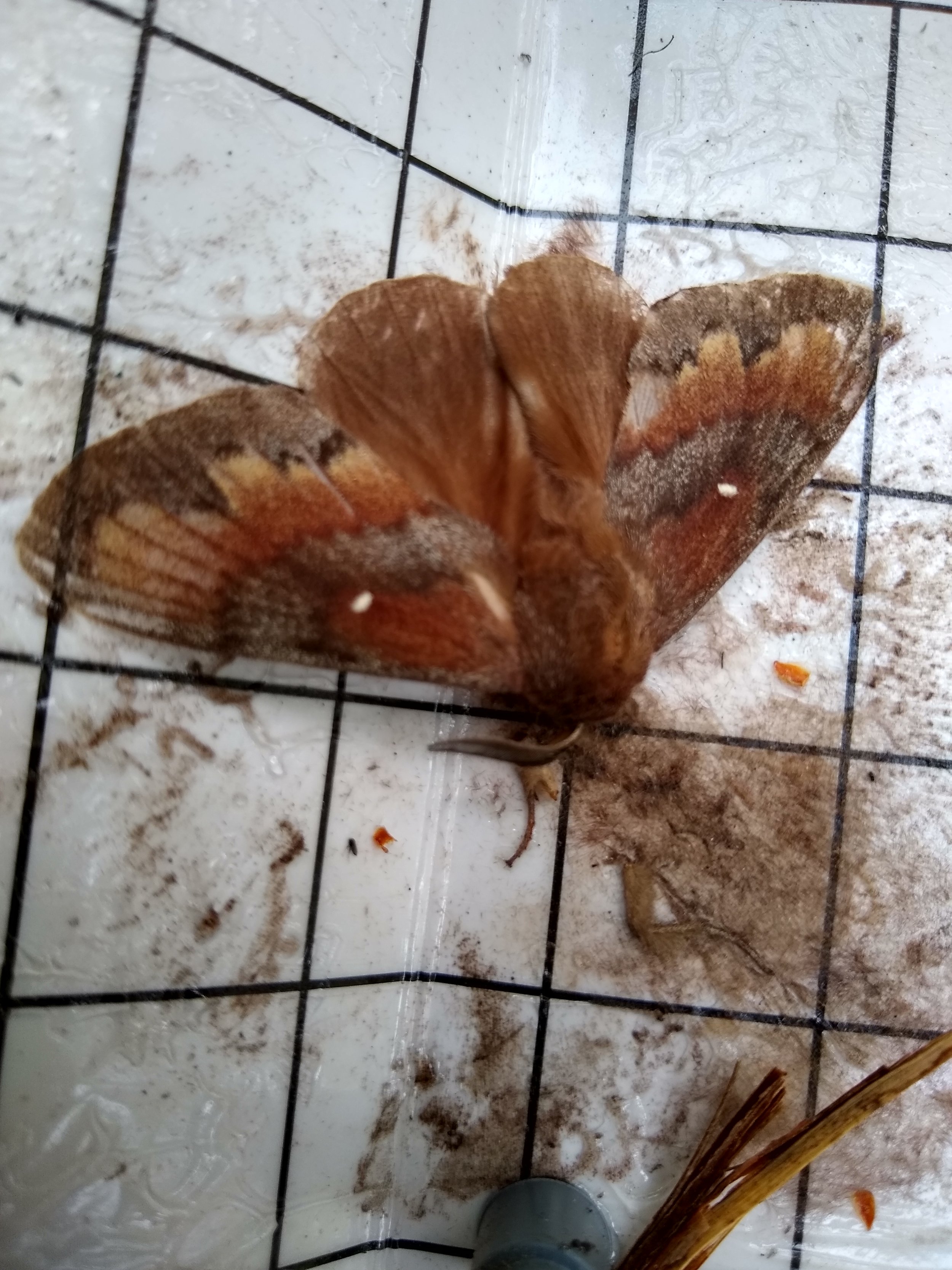 A Pine tree lappet moth meets its sticky end