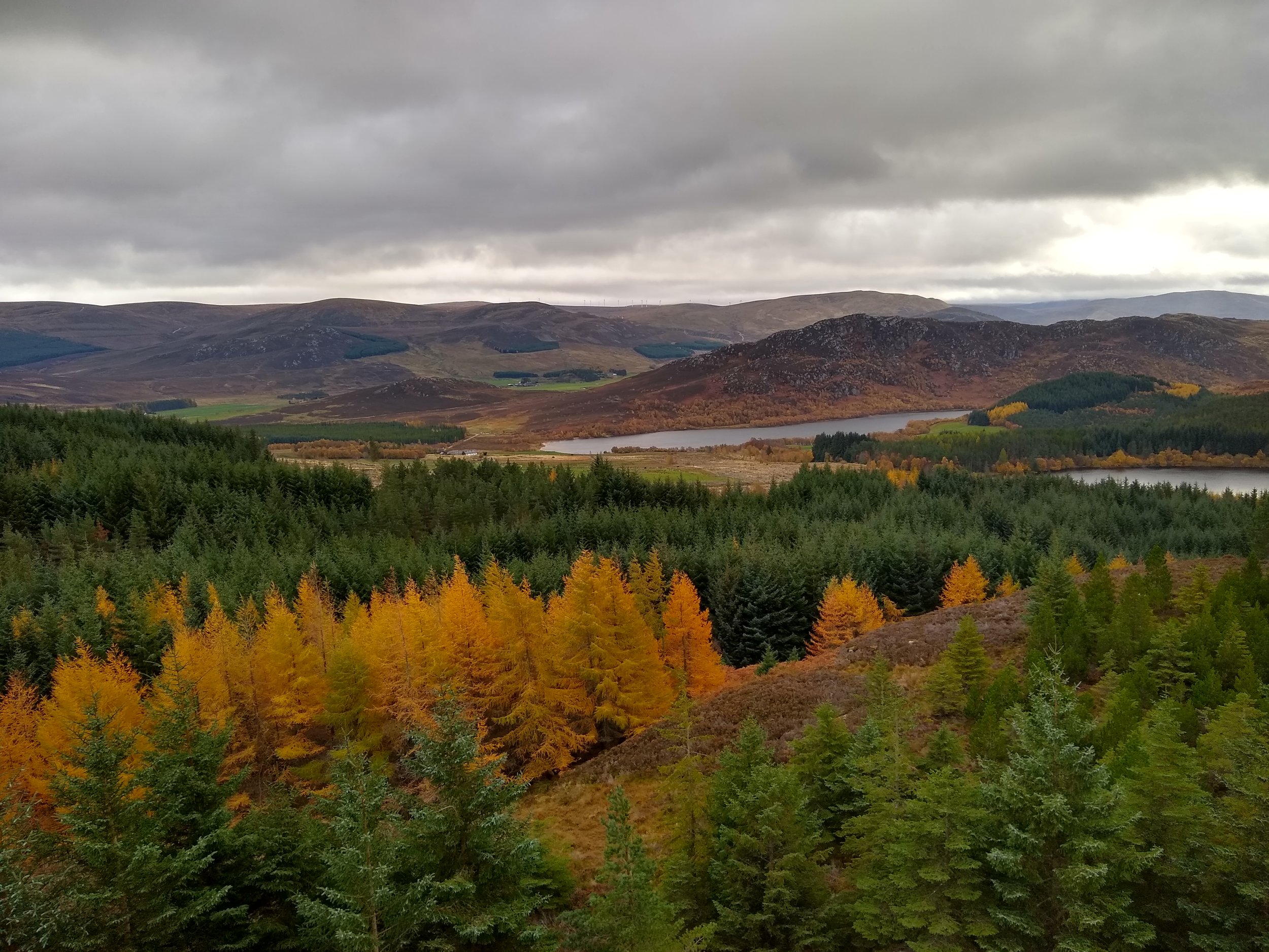 Larch in the autumn landscape