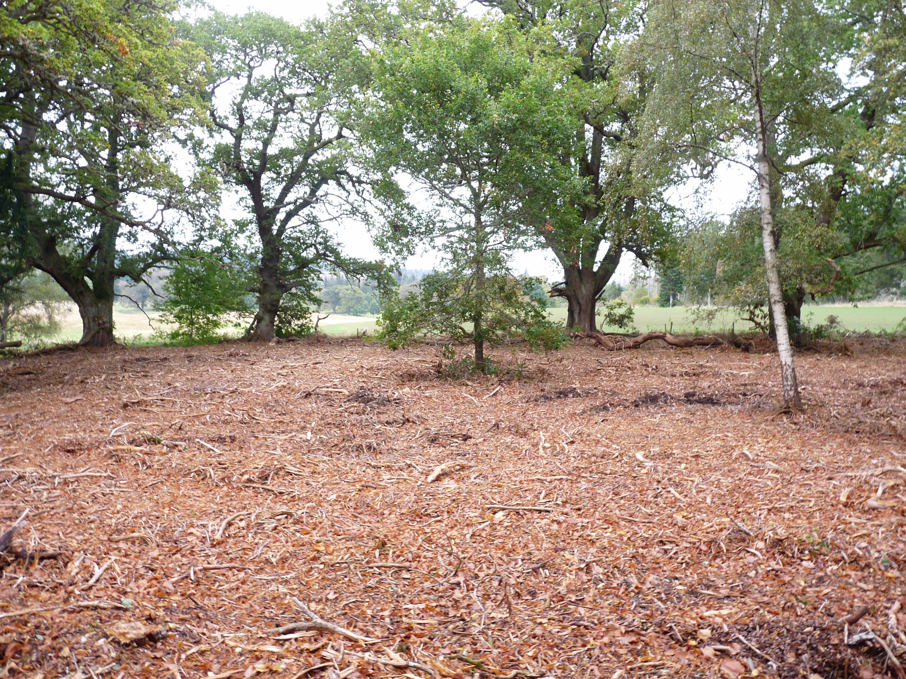 A rhododendron stand after being machine-mulched