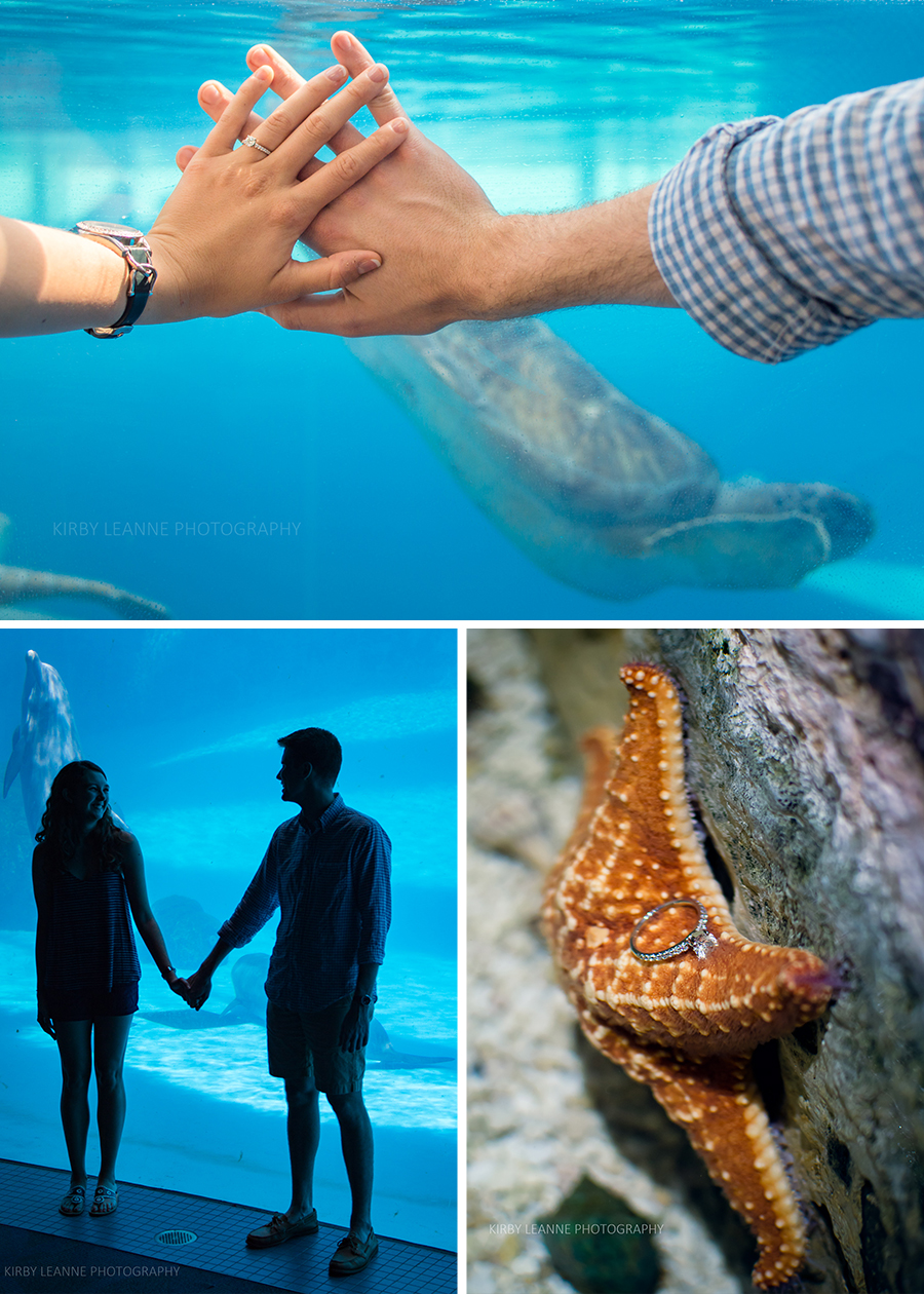 Sea turtles, dolphins, and starfish. Oh my!
