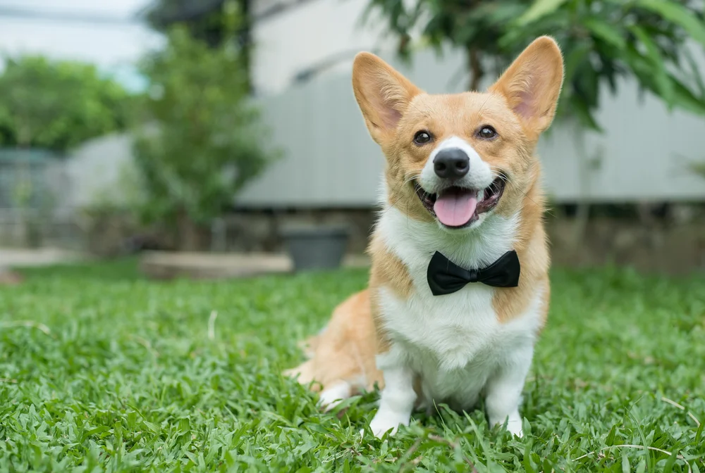 Dog in a tuxedo