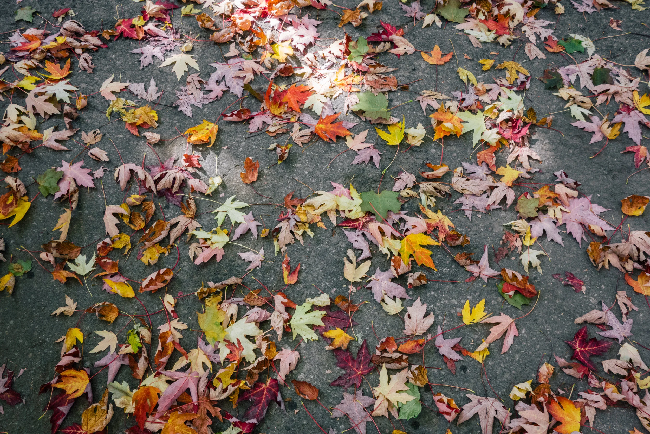 Leaf Confetti