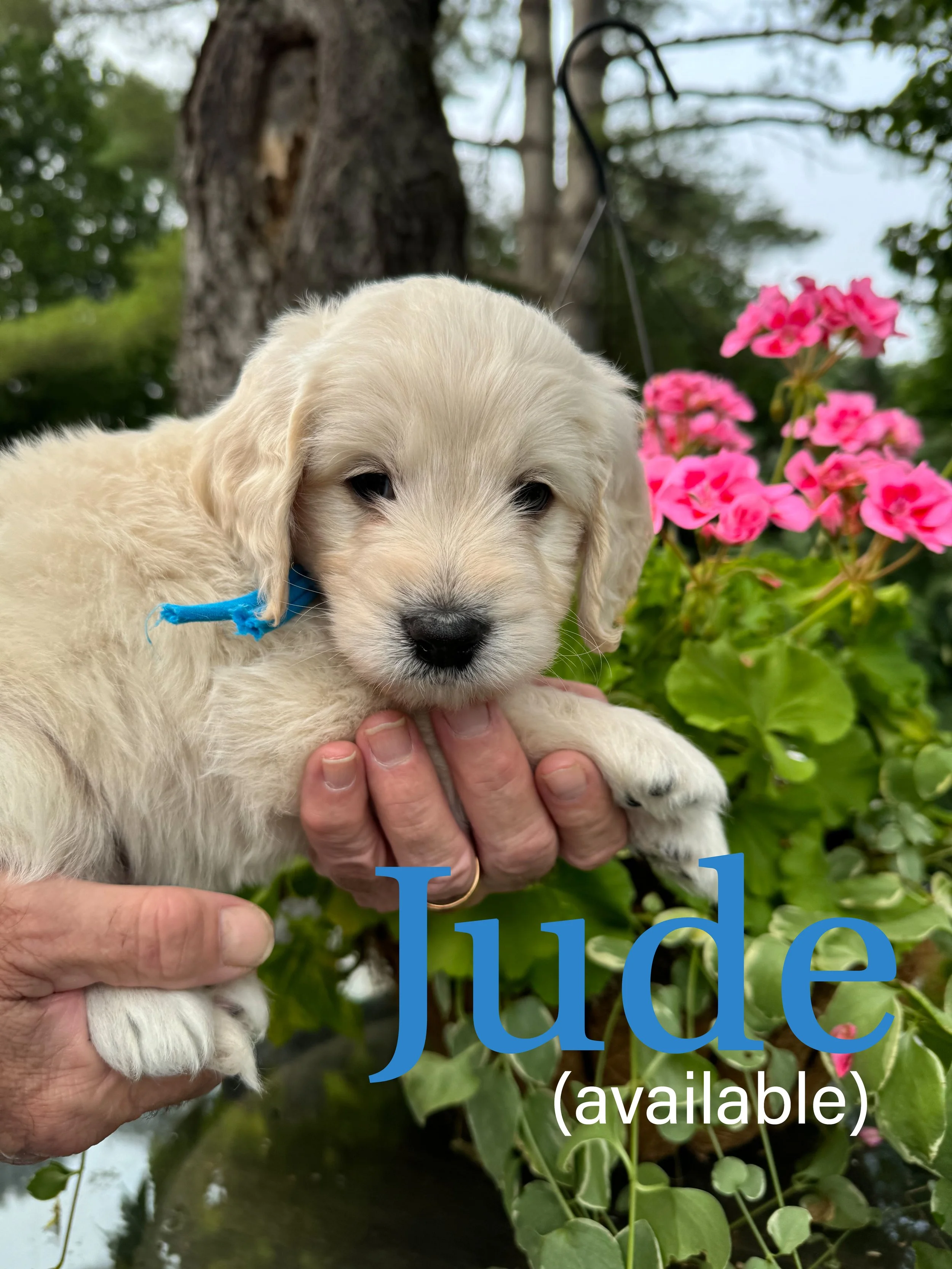 GoldenDoodle Puppies in Vermont Goldendoodle Puppies from Vermont