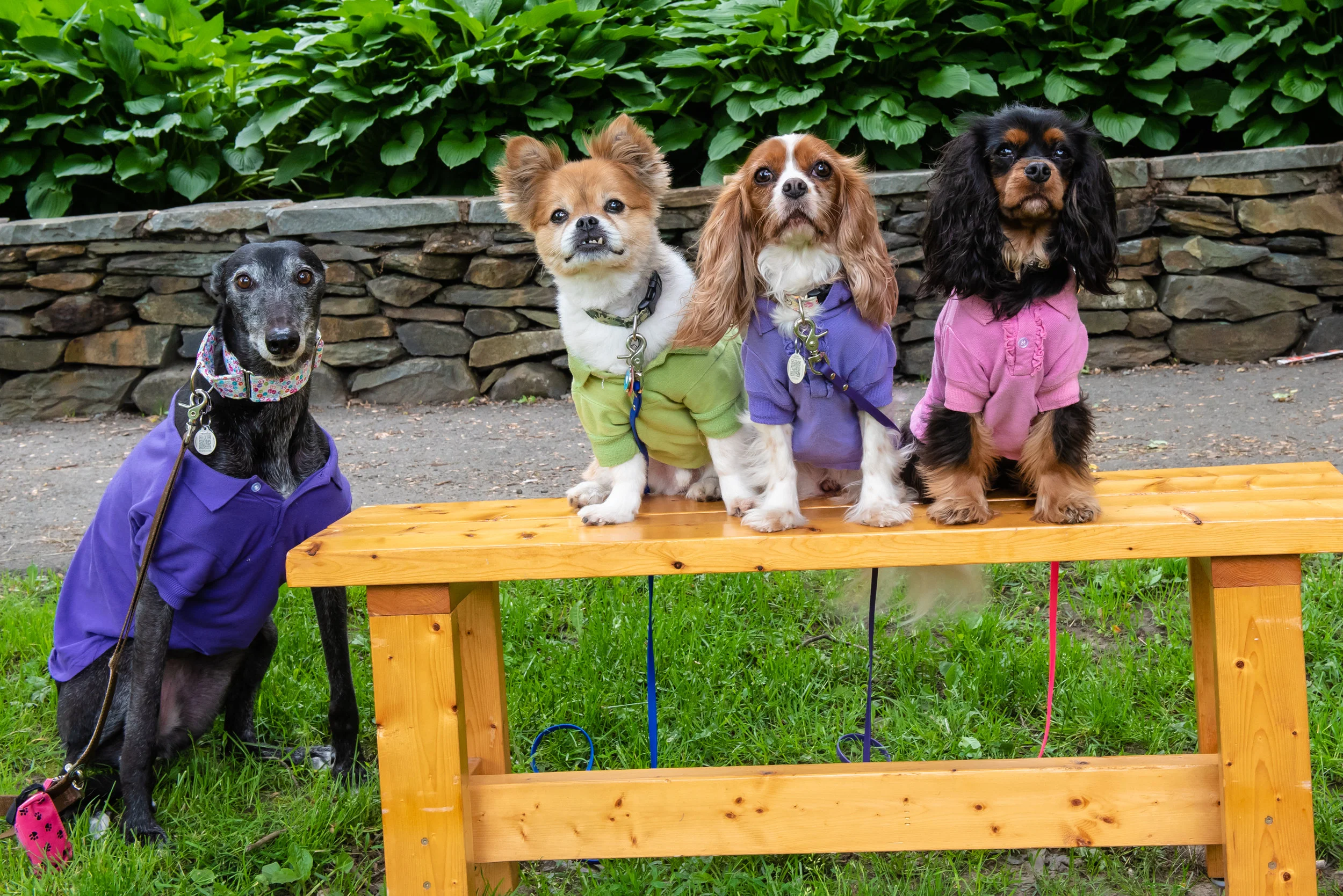 BarksInThePark-6.jpg