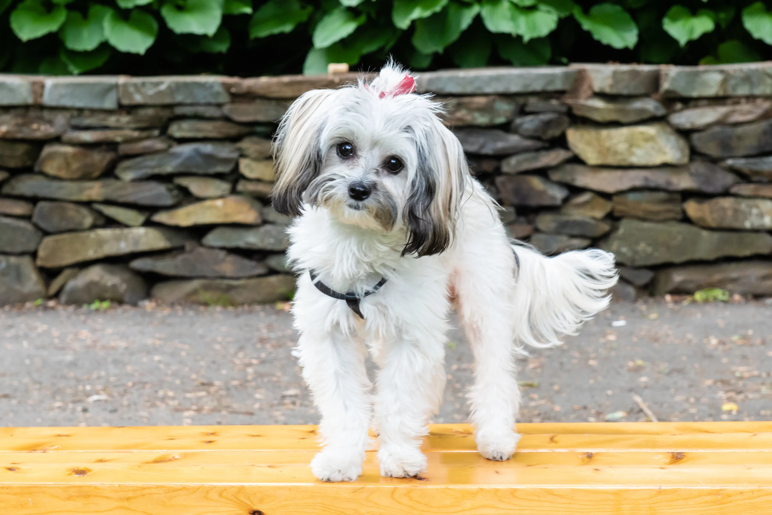 BarksInThePark-7.jpg