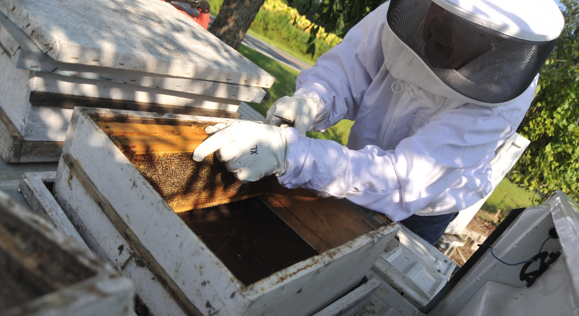 City Council to discuss regulating bees at council meeting Tuesday, February 13 at 6:30 p.m.
