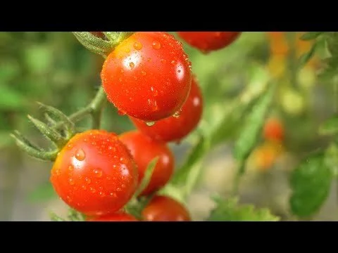 Wegmans Organic Farm