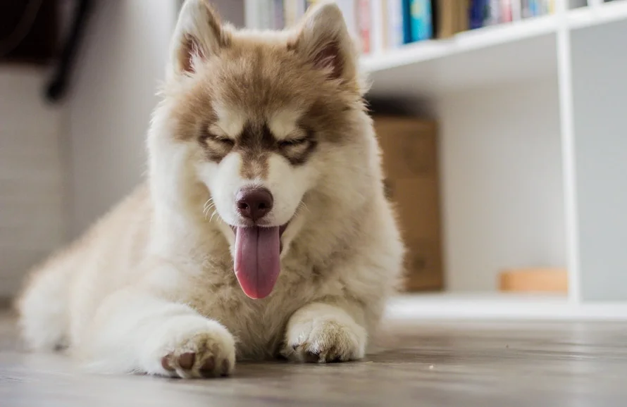 dog.jpeg