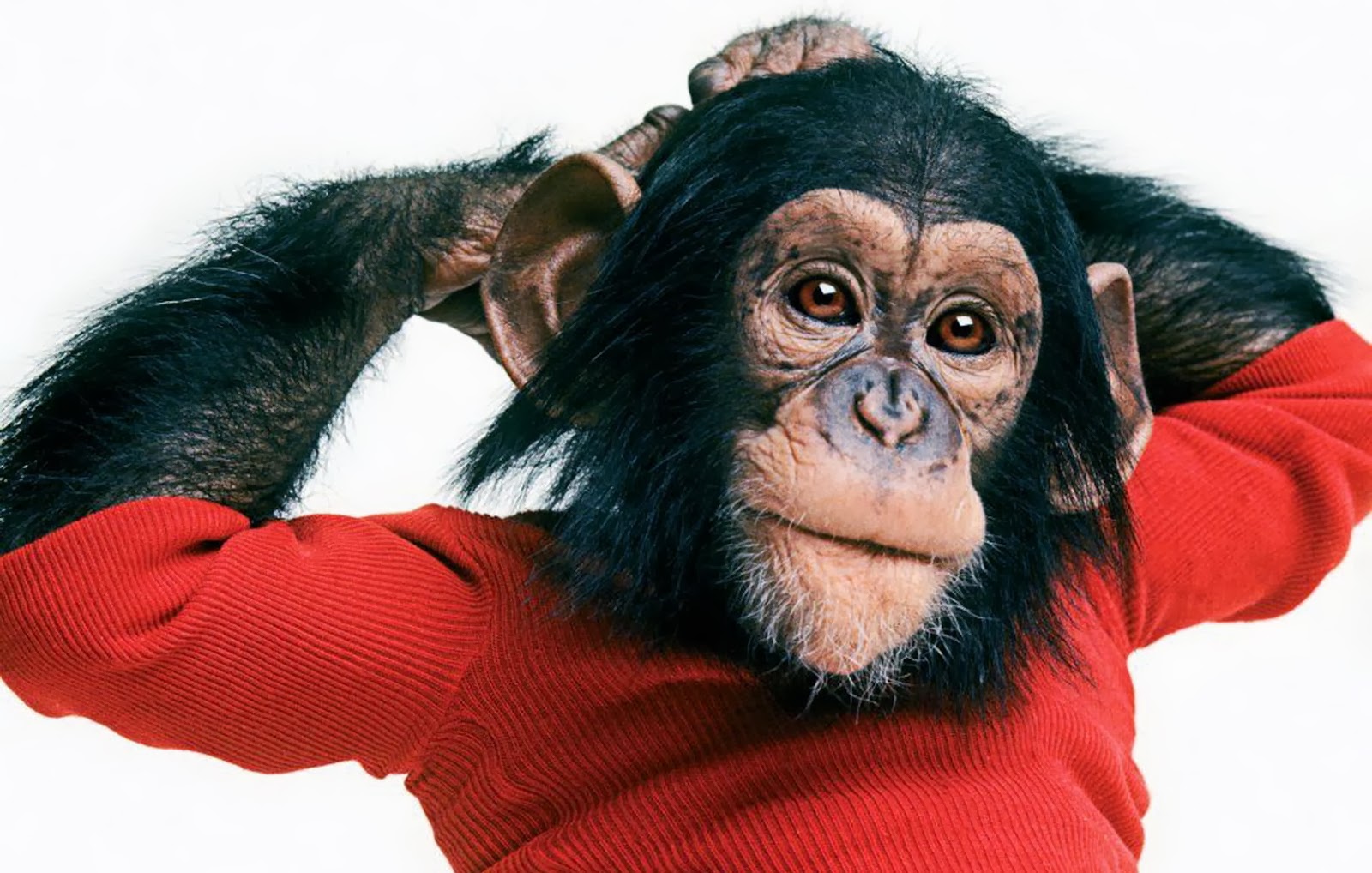 REVIEW: ‘Project Nim’ Is A Tragic Look At The Life Of The Ape That Was Raised As A Human READ IT HERE .