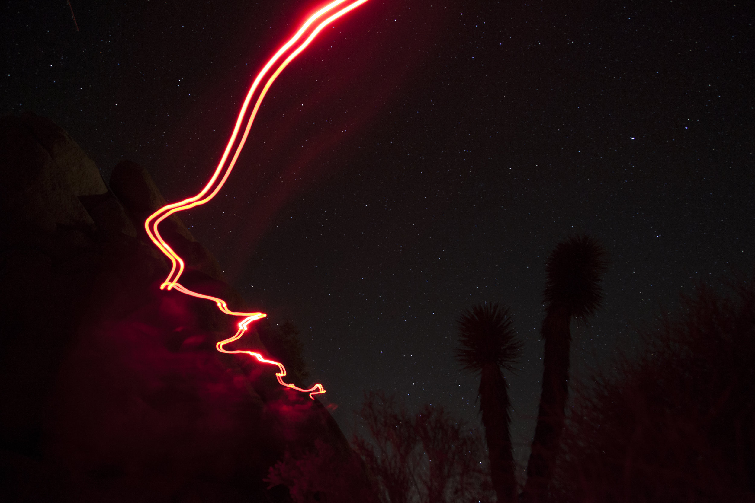 Joshua Tree (1 of 1).jpg