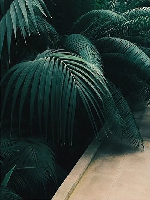 Dark Green Palm.jpg