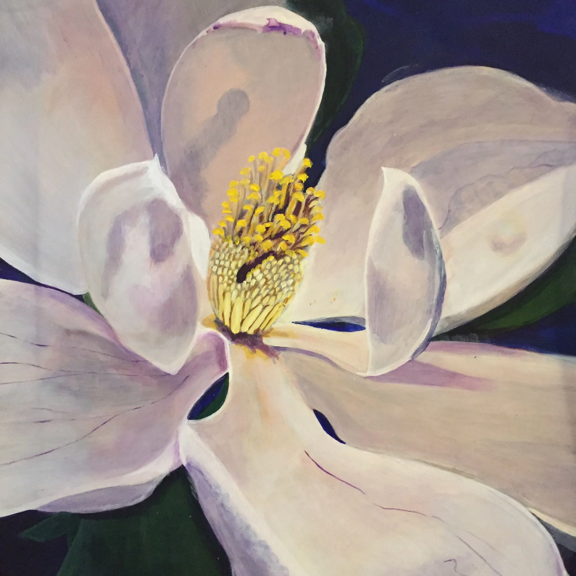 M. grandiflora detail 2016