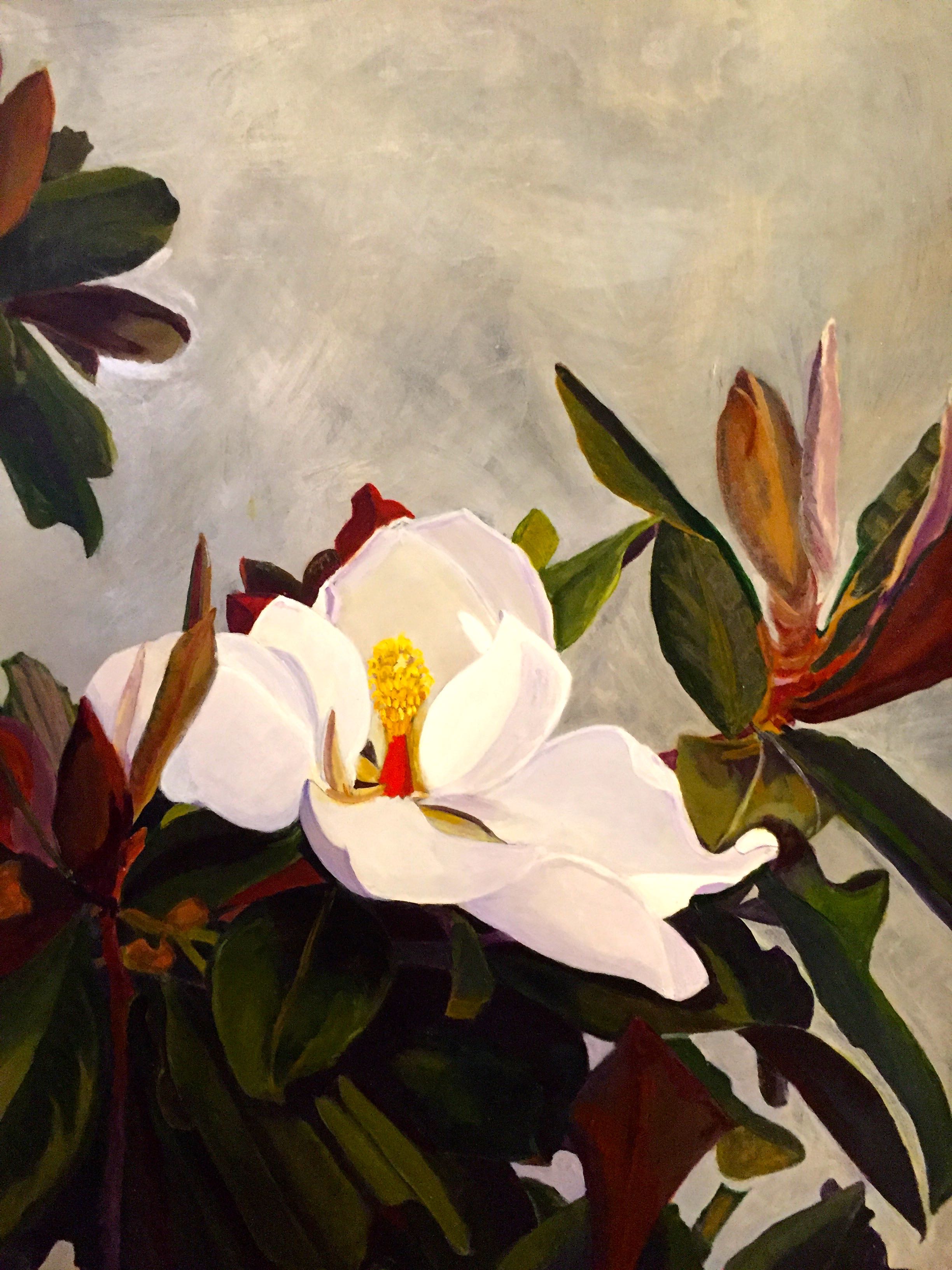 "Darwin's Magnolia grandiflora" 2016