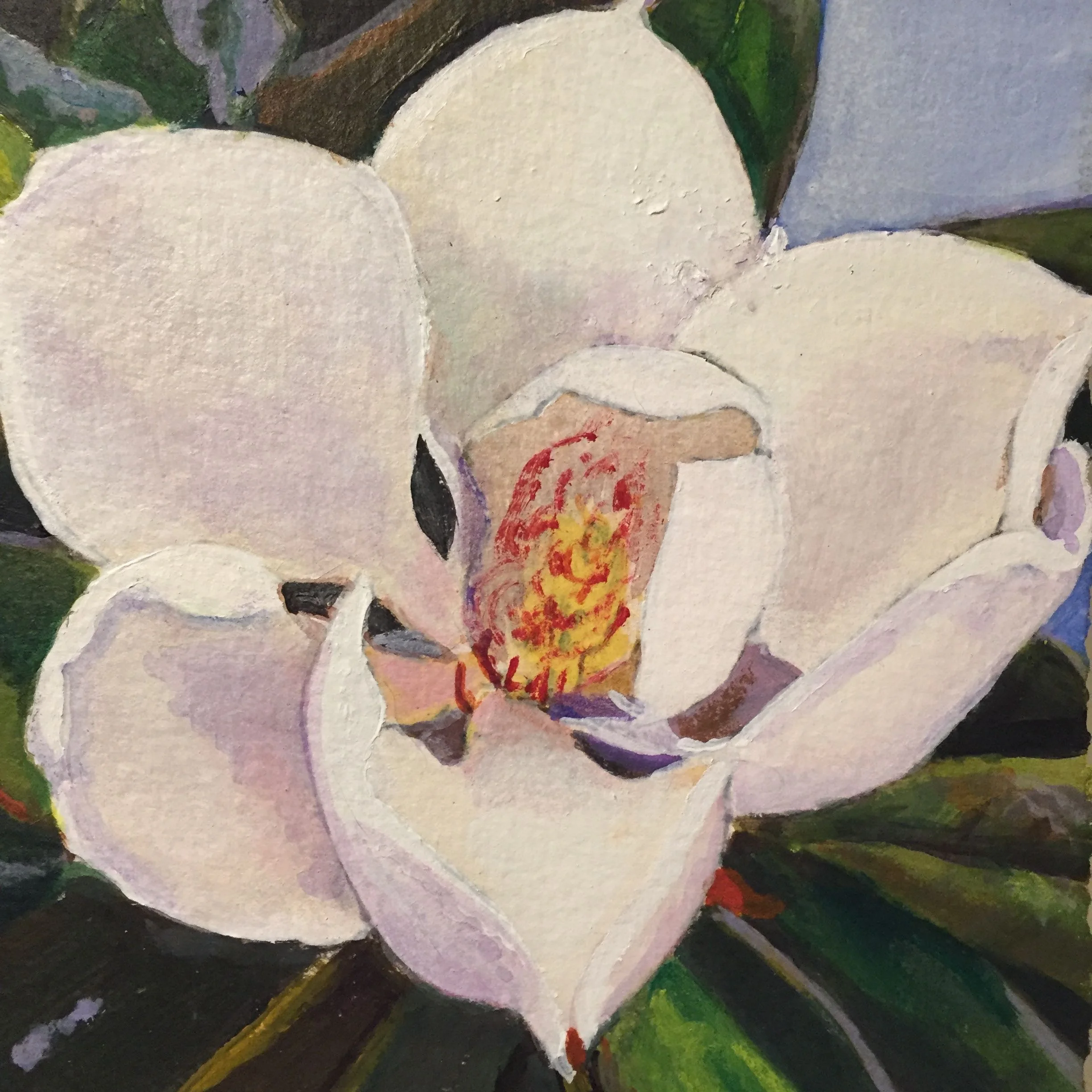 M. grandiflora study #2 2016