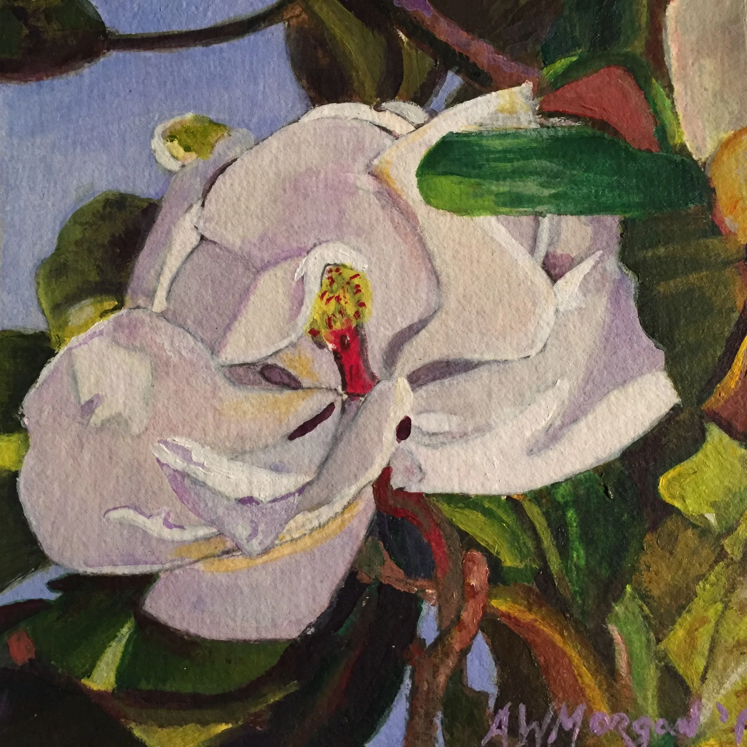 M. grandiflora study #4 2016