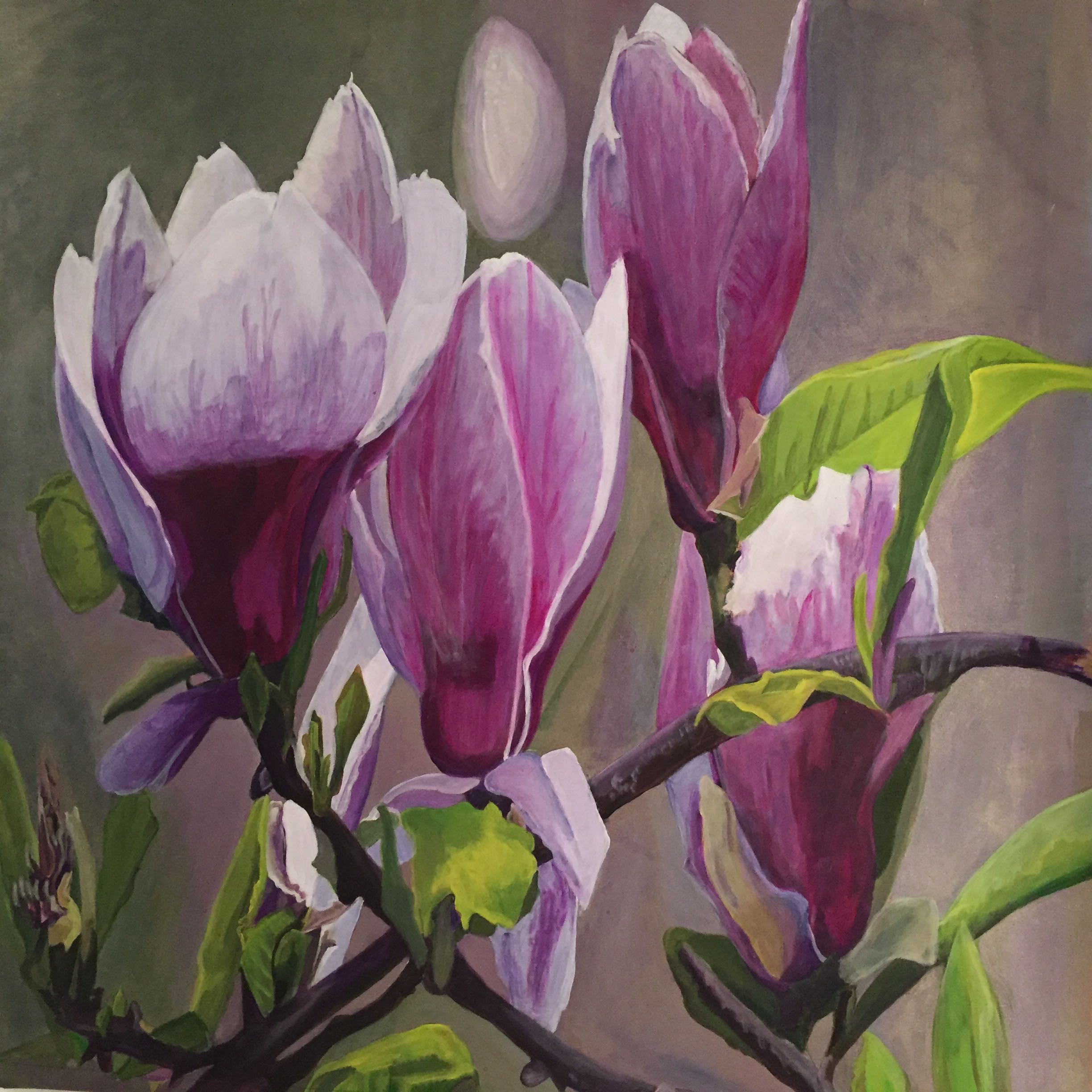 Magnolia soulengeanna 2016 