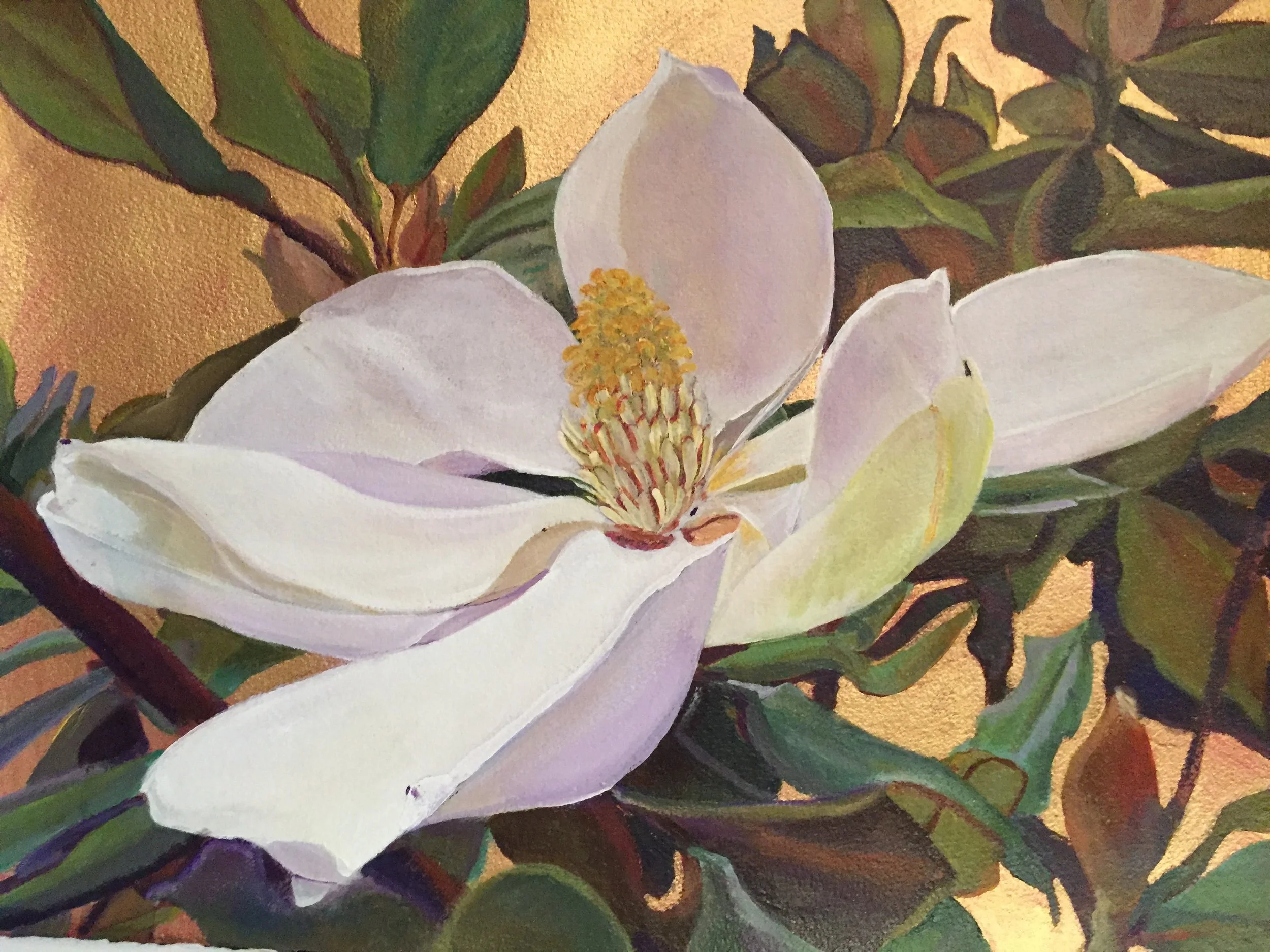 M.grandiflora at Sunset