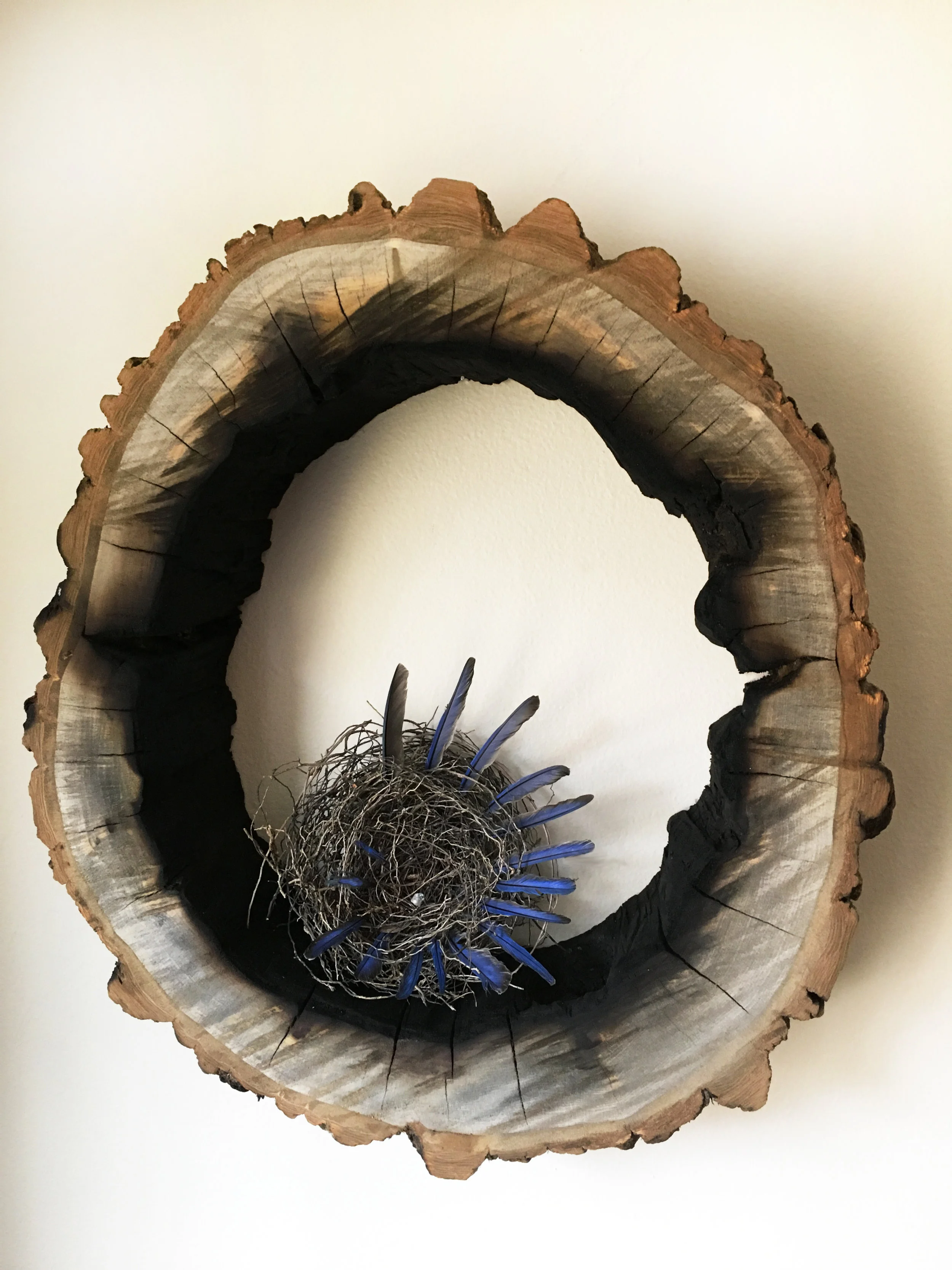 nest in ring.jpg