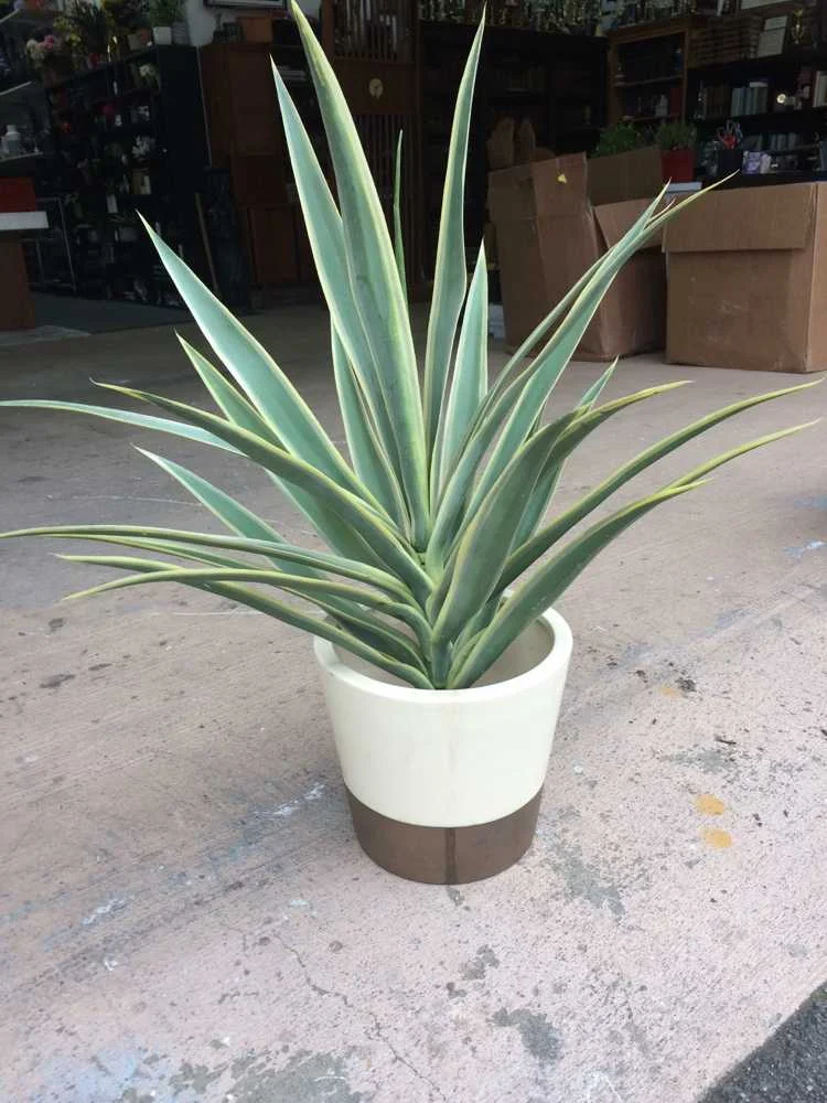25"