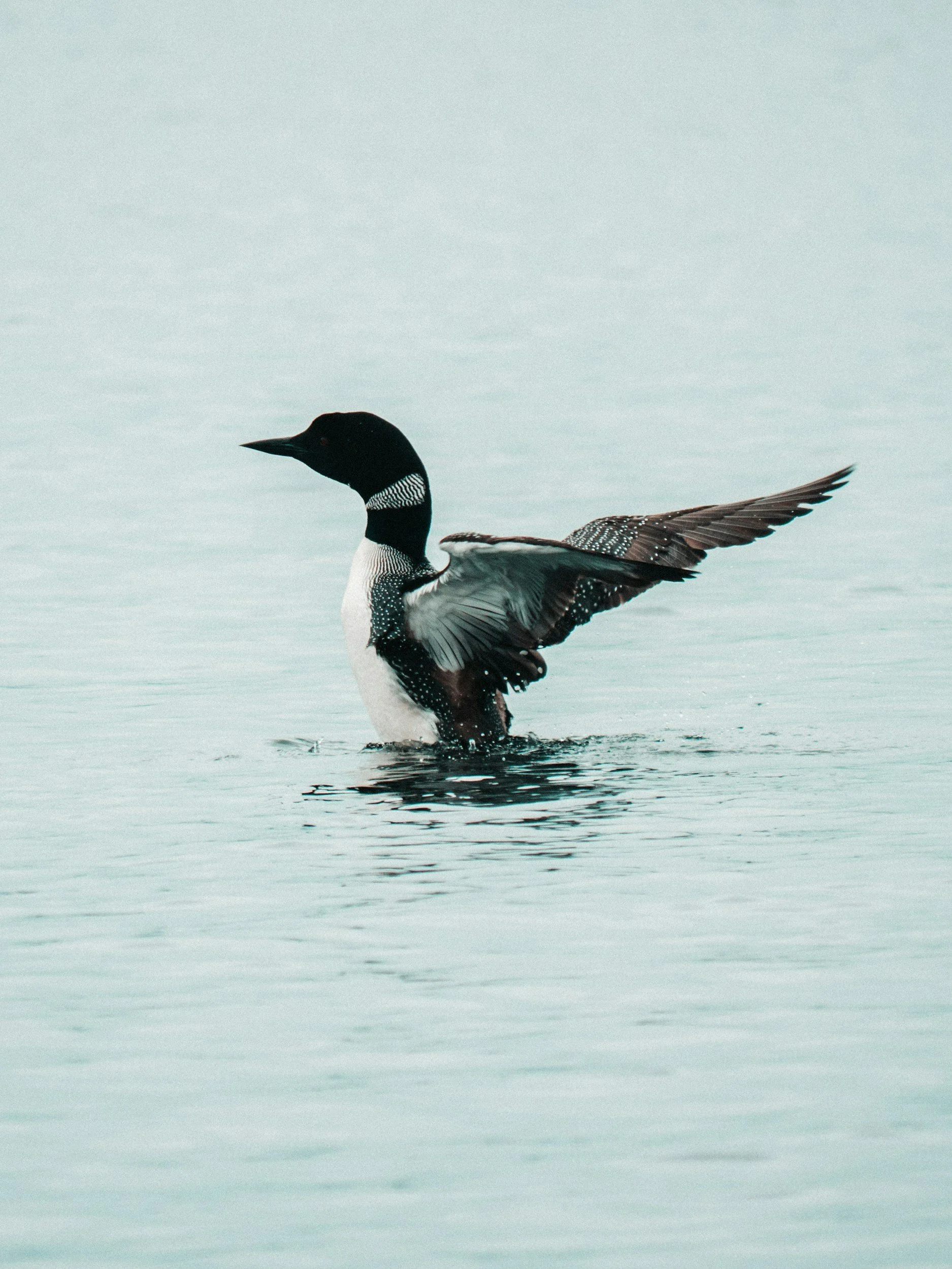 A close-up of a loon bird with its wings extended while floating on calm water.