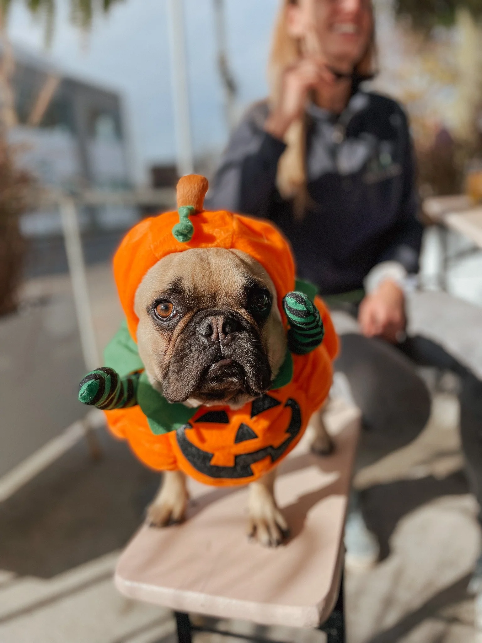 Dog Day Halloween!