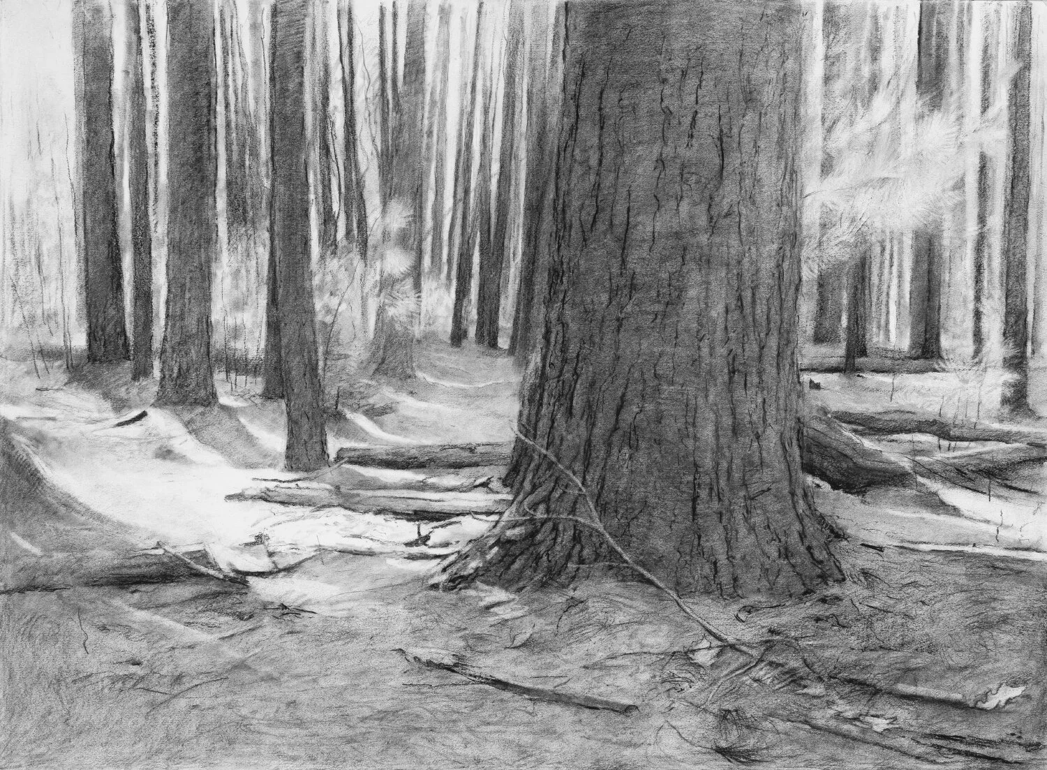 New Drawing: Pine Forest