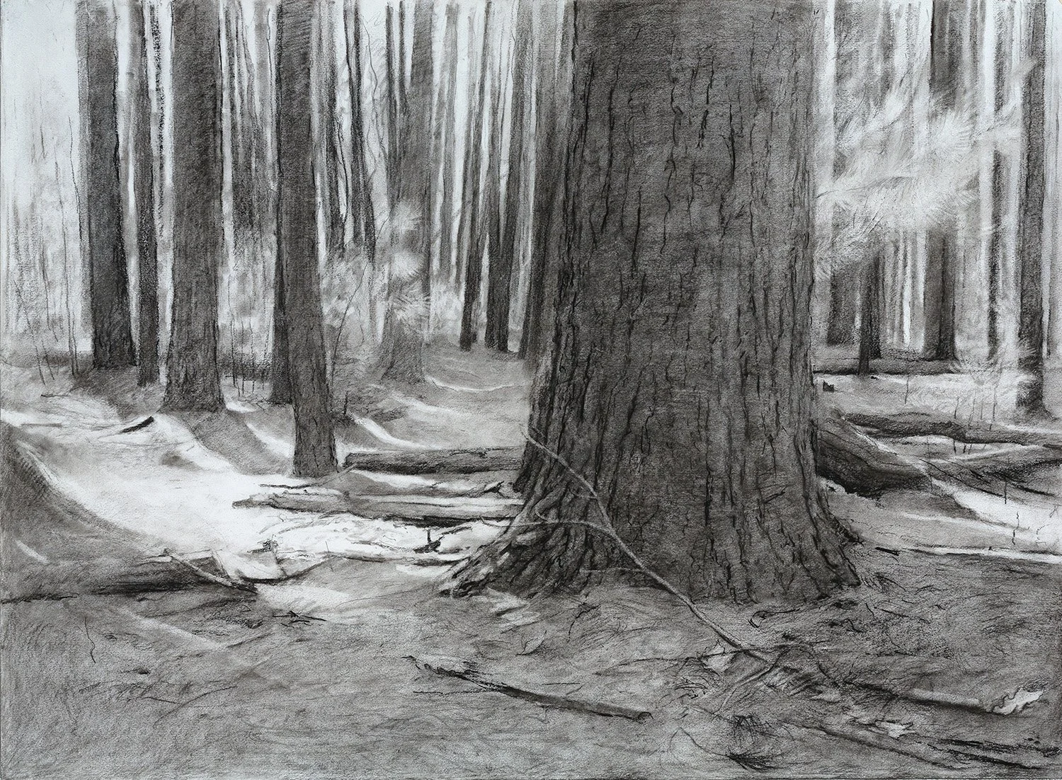2020 Dustin Neece Pine Forest web.jpg