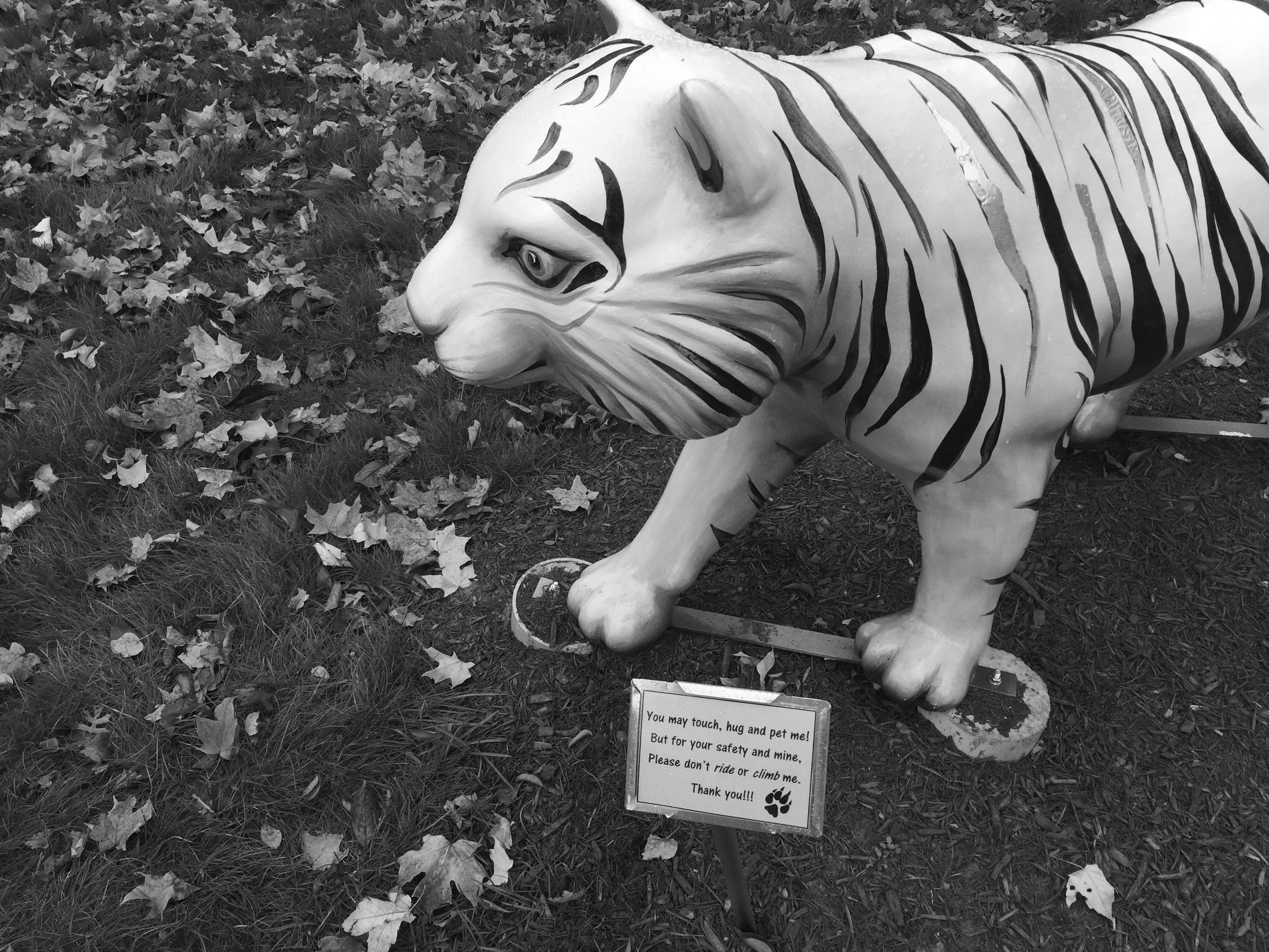 Photo by Hannah Roach '17 The tiger has since been nailed down in front of Gaylord Library so as to avoid a second relocation.