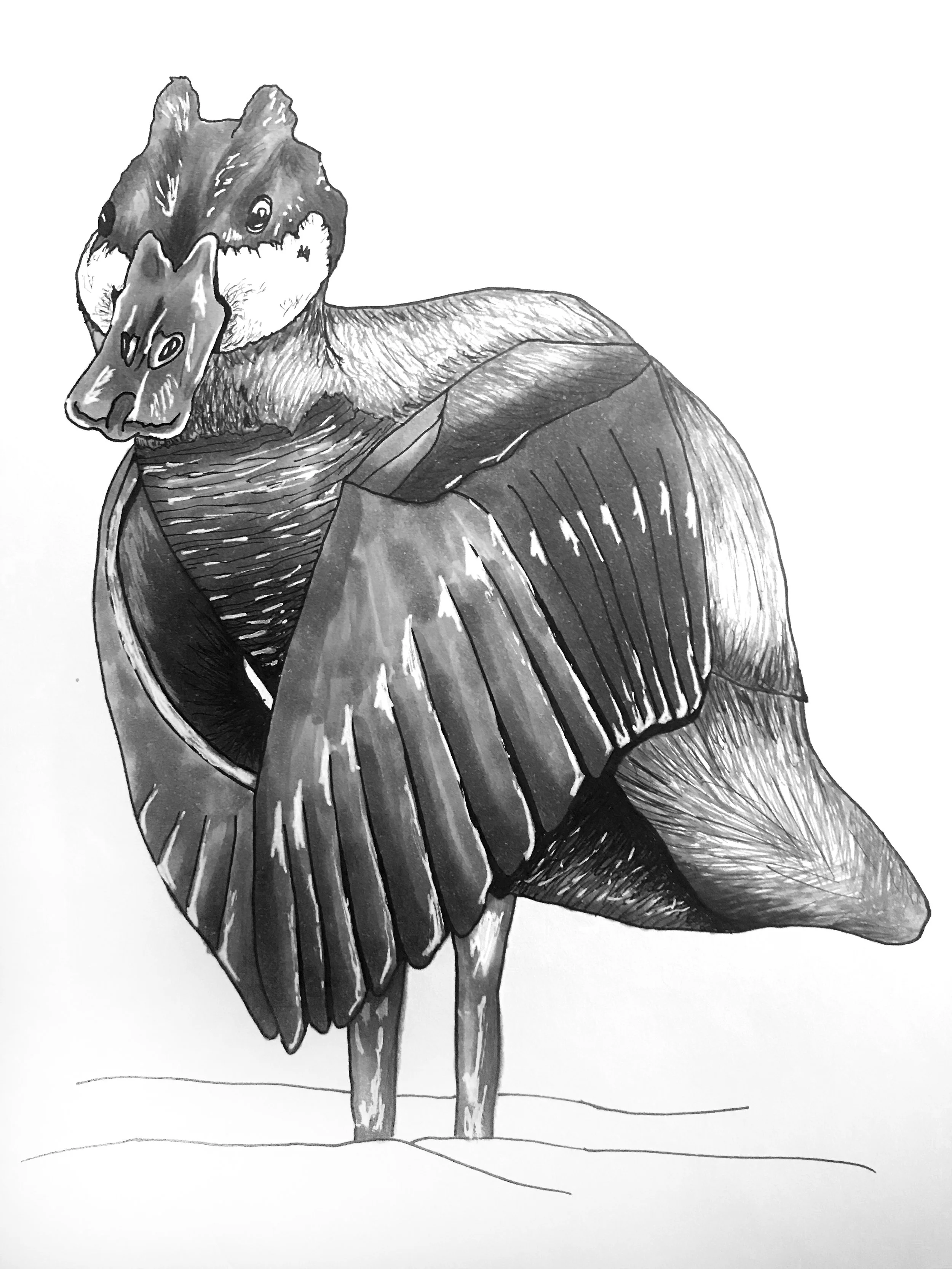 In duck socialization, size does matter