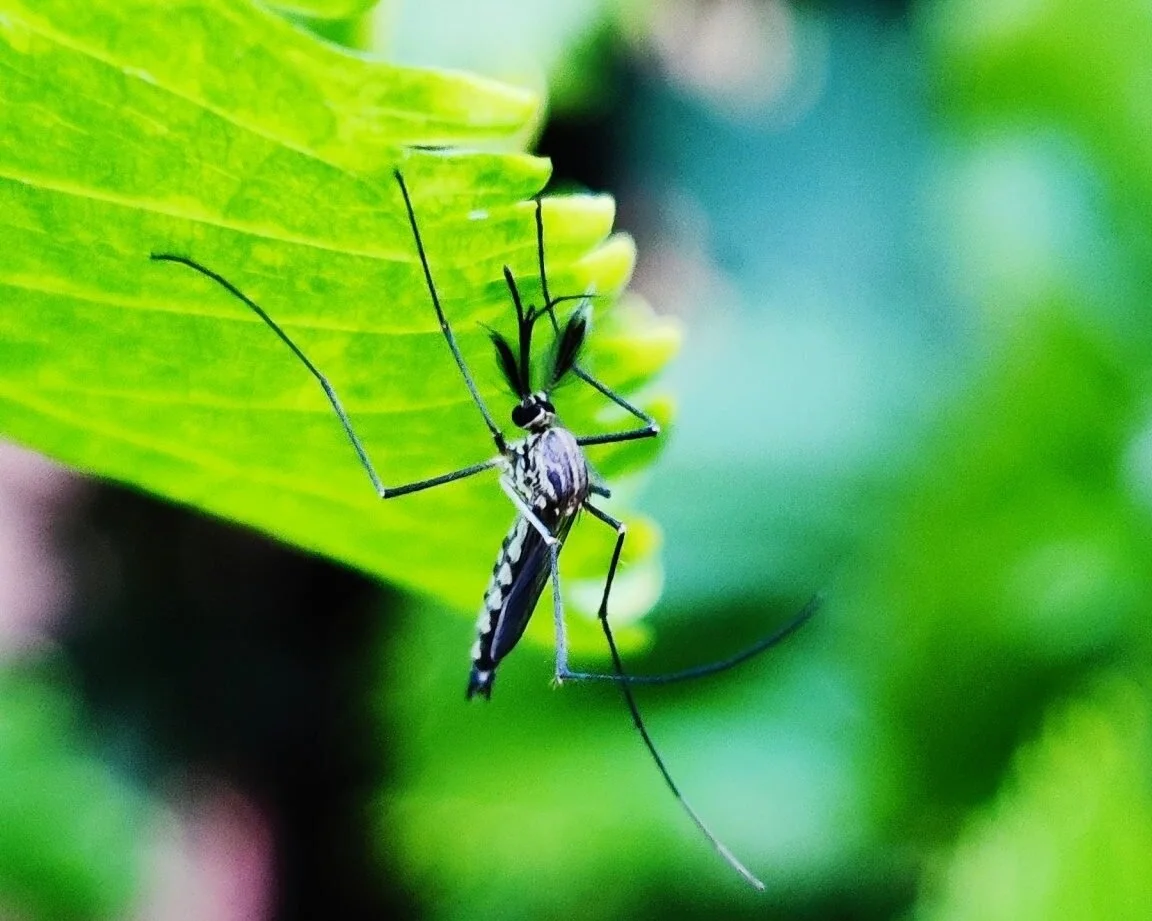Climate change will bring mosquito-borne diseases to new regions