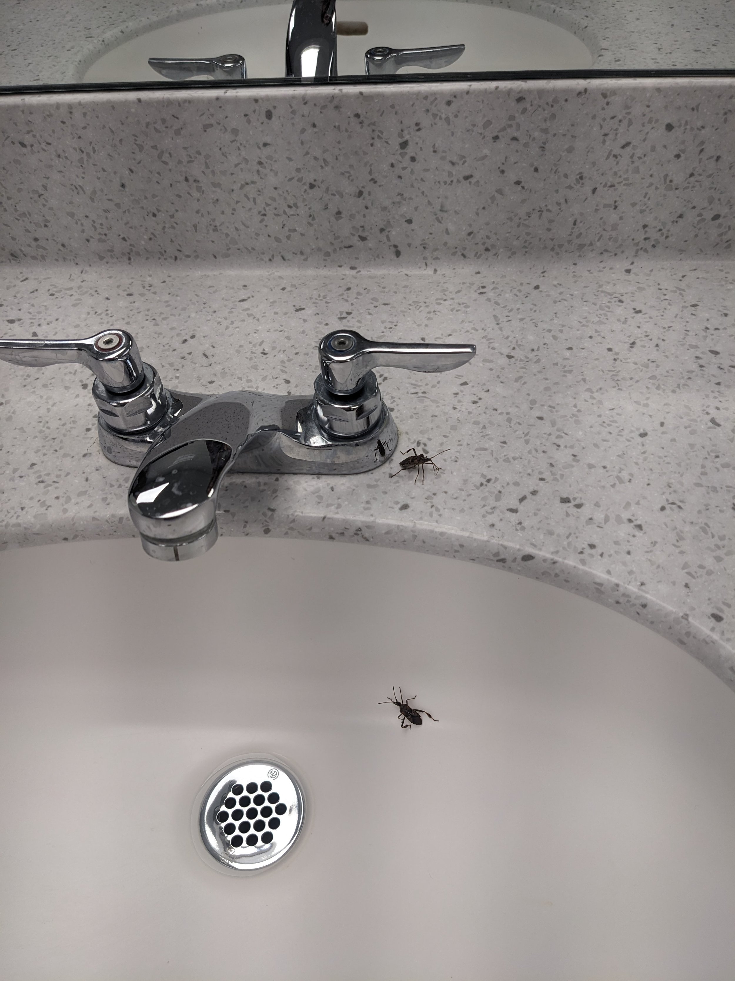 Stink bugs in bathroom_.jpg