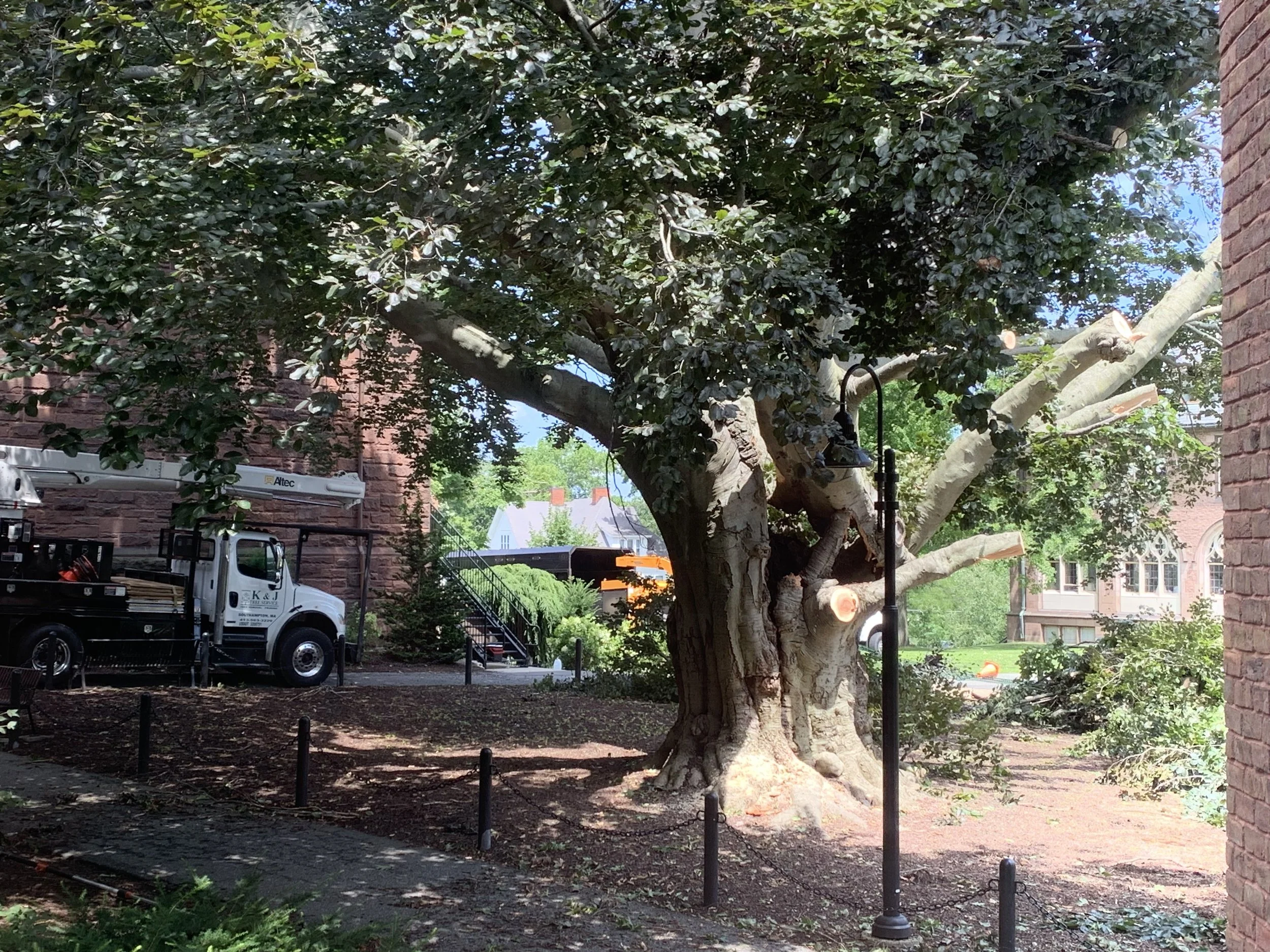 In Memoriam: Dwight Hall copper beech cut down after 120 years on campus, community reflects