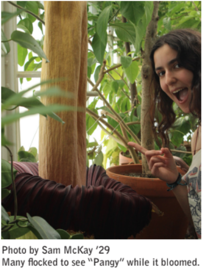 Corpse flower ‘Pangy’ blooms beautifully after 3 years