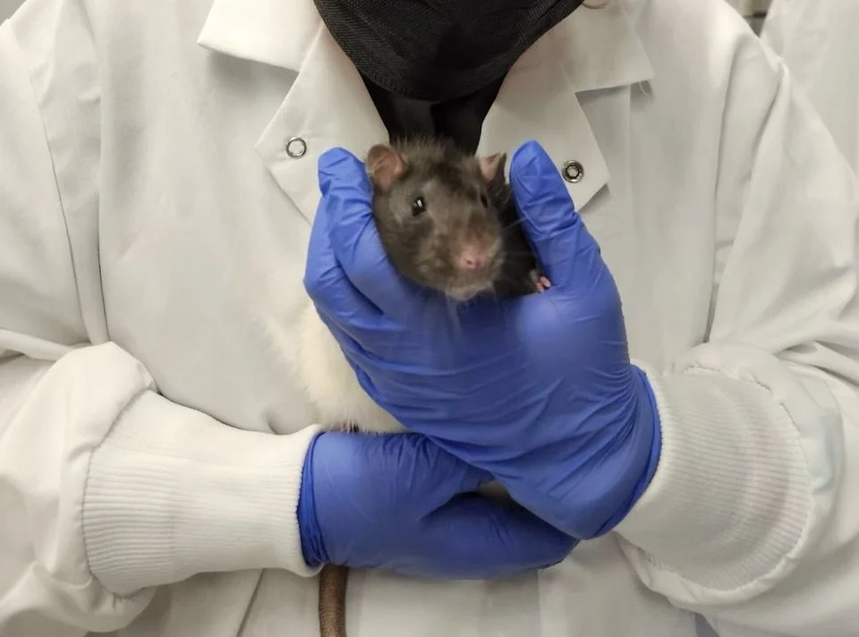 Neuroscience students and faculty conduct summer research on lab rats