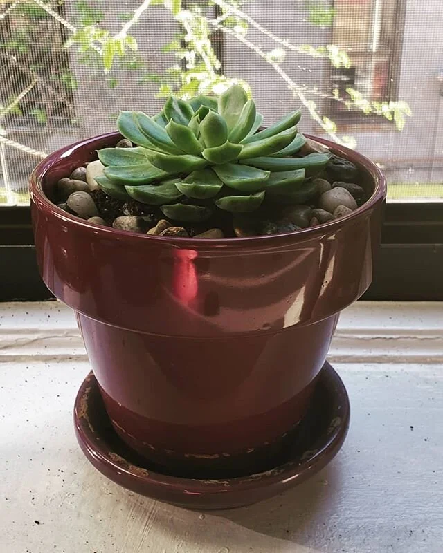Quarantine leaves few joys, so we've been filling our house with plants to help us stay sane and positive. I just repotted this cutie and am already obsessed :) Get your hands dirty! It's therapeutic.

#quarantine #houseplants #greenisgood