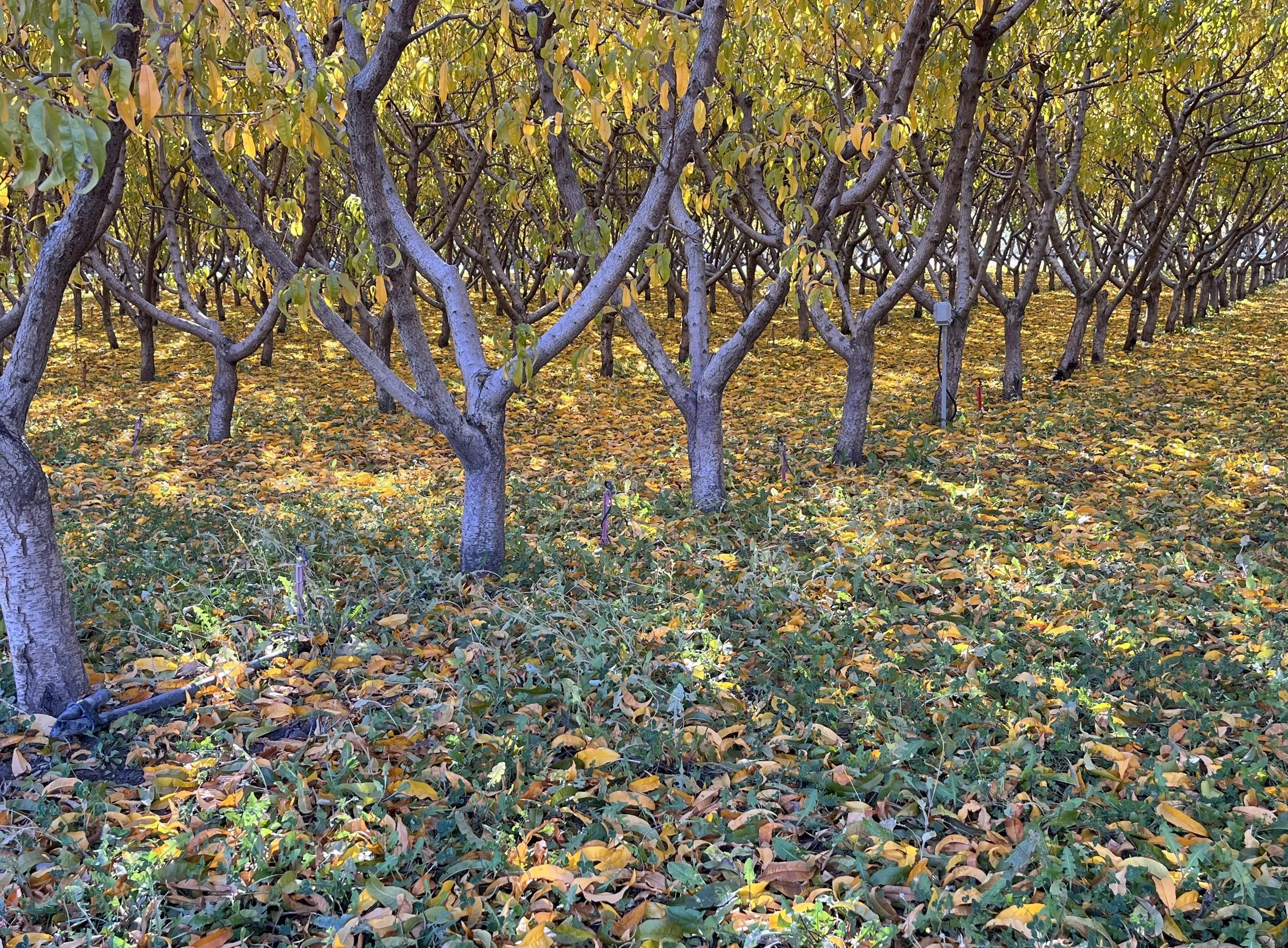 Palisade Peach Orchard