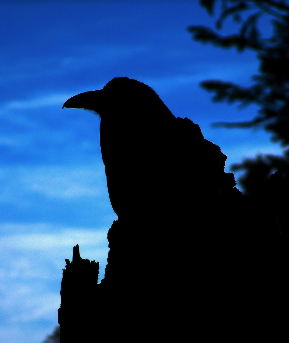  raven silouette.jpeg