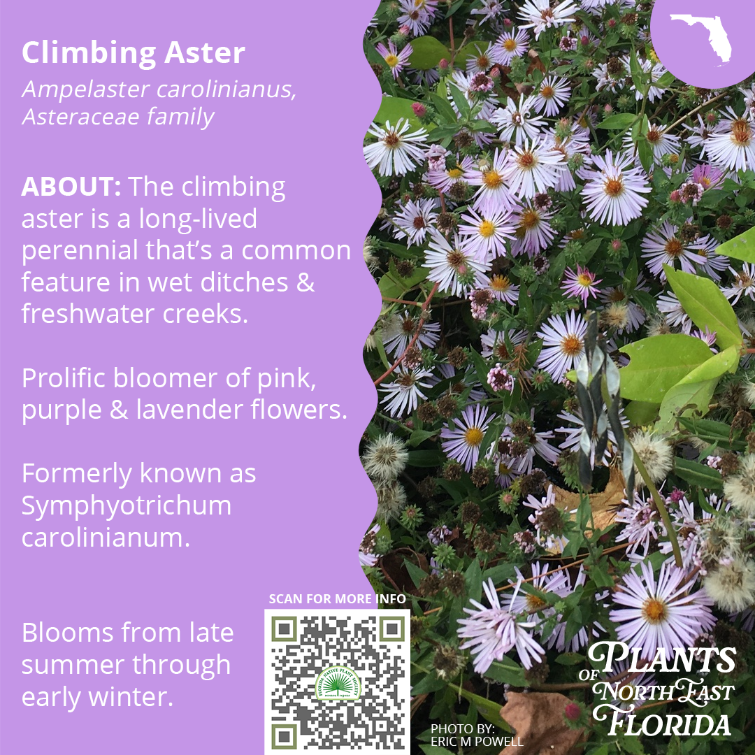 Ampelaster carolinianus 2.png