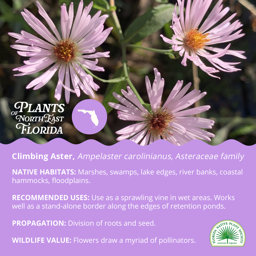 Ampelaster carolinianus 3.png