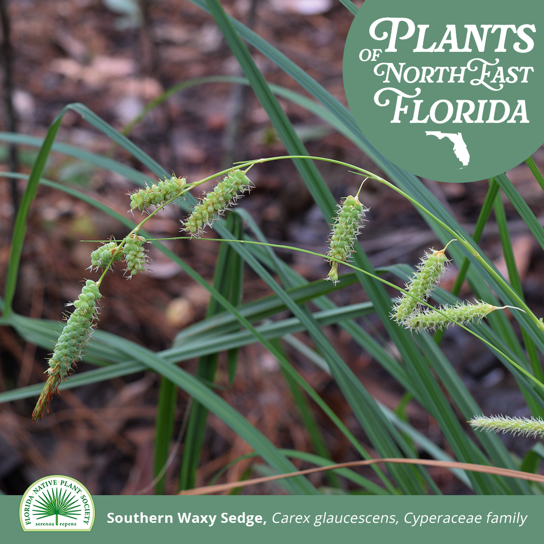 Carex_1080x1080 1.png