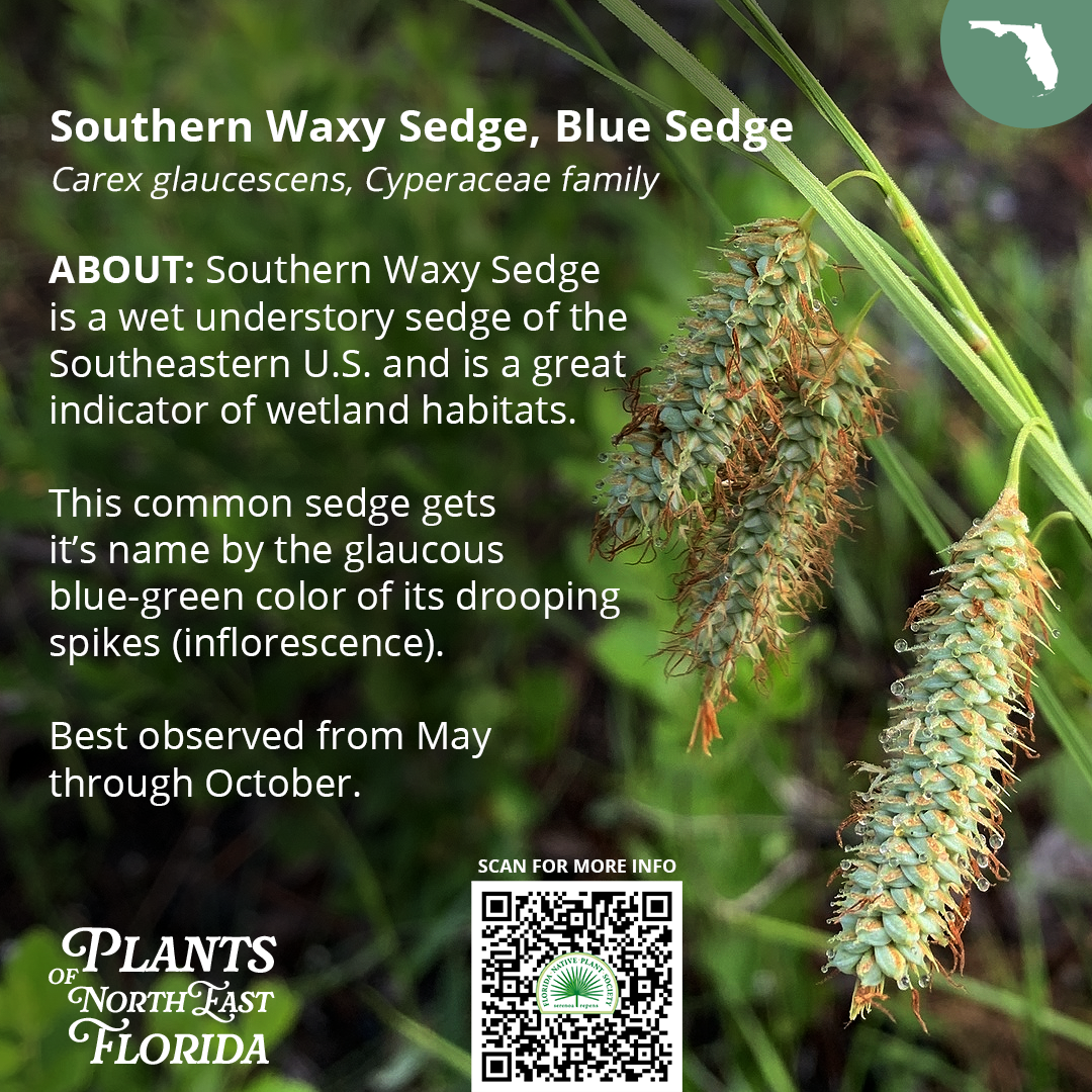 Carex_1080x1080 2v2.png