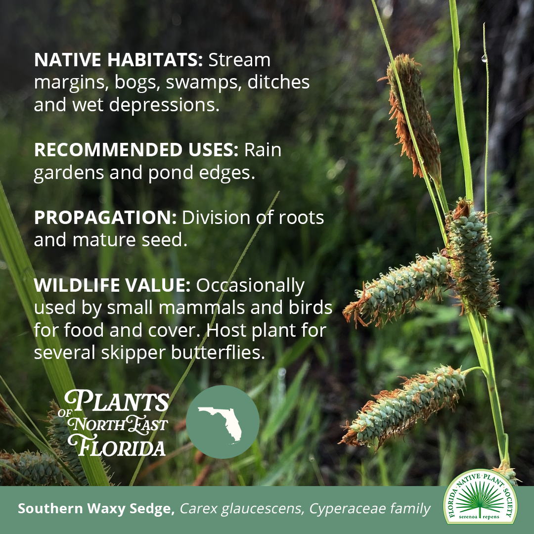 Carex_1080x1080 3.png