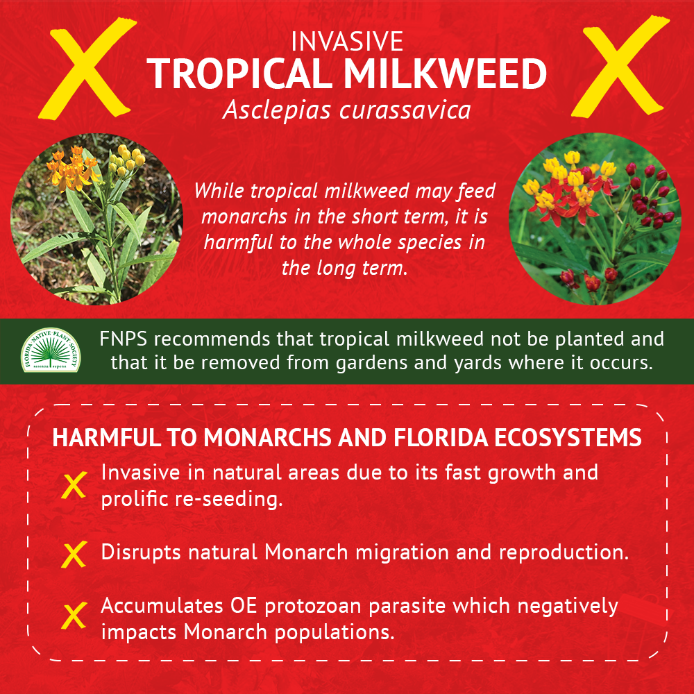 1 - Tropical MWv2 - 1000x1000.png