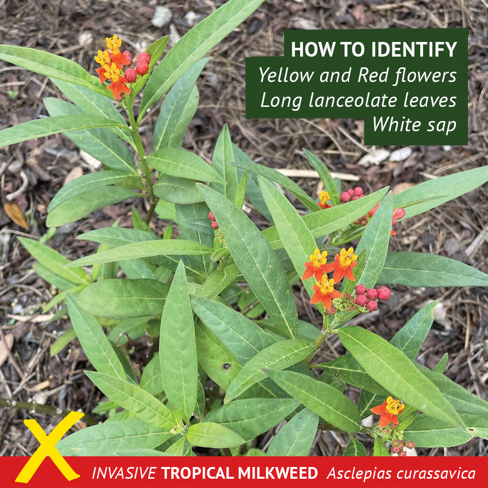 2 - How to - 1000x1000.png