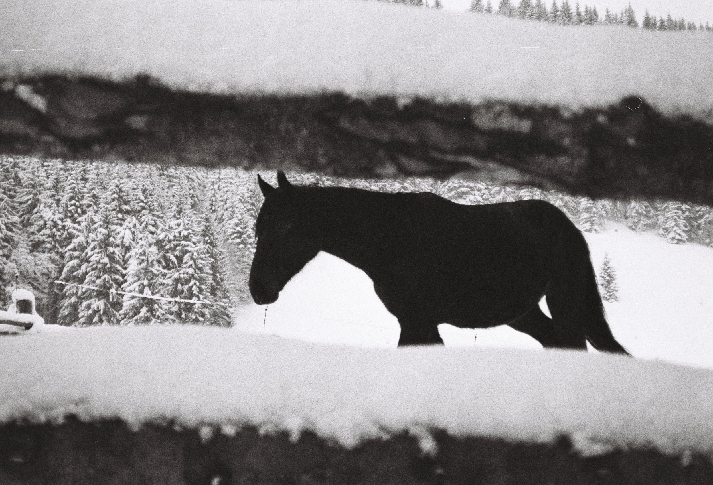 Black horse, Hinterthal.JPG