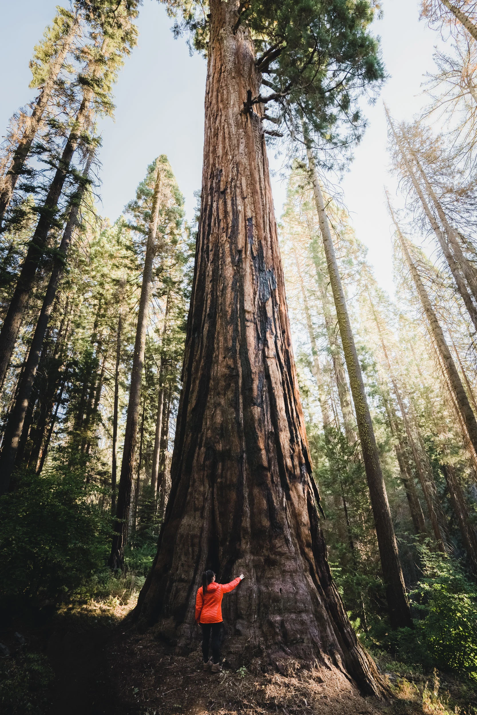 Cali- Website-9.jpg
