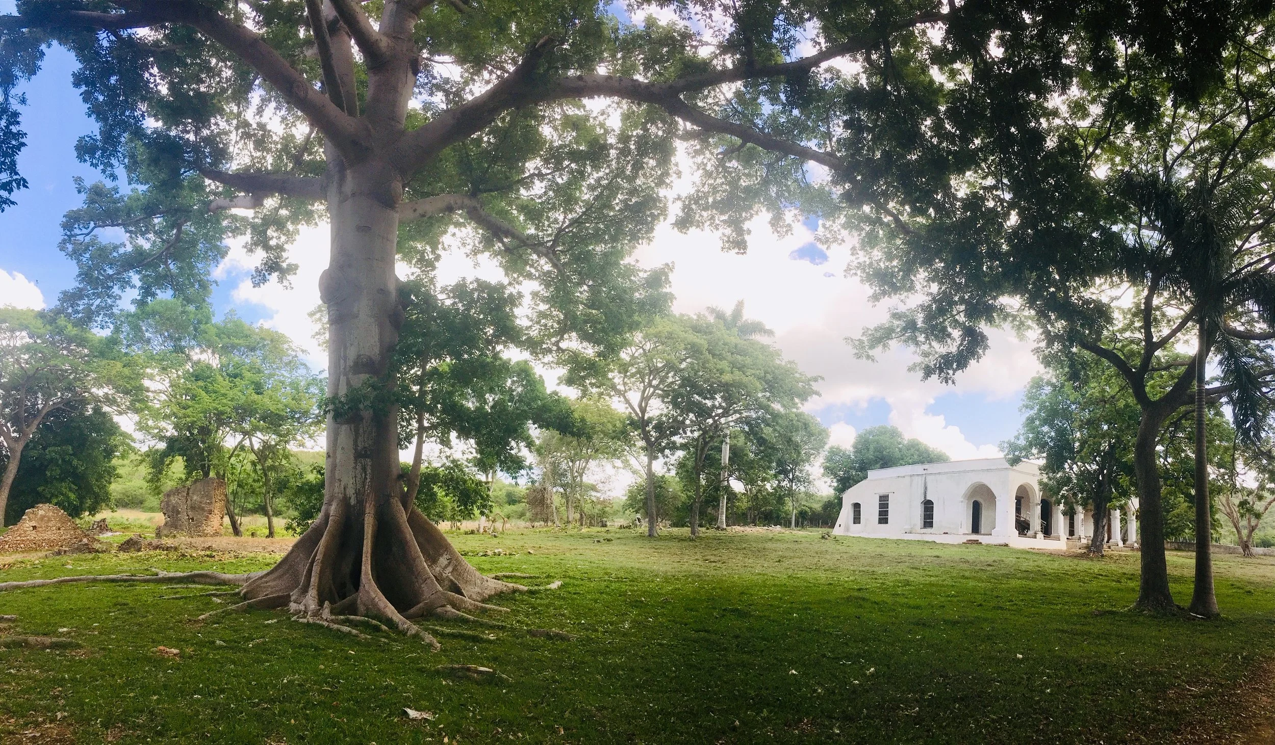 This old tree was the gathering place of slaves on Sundays.