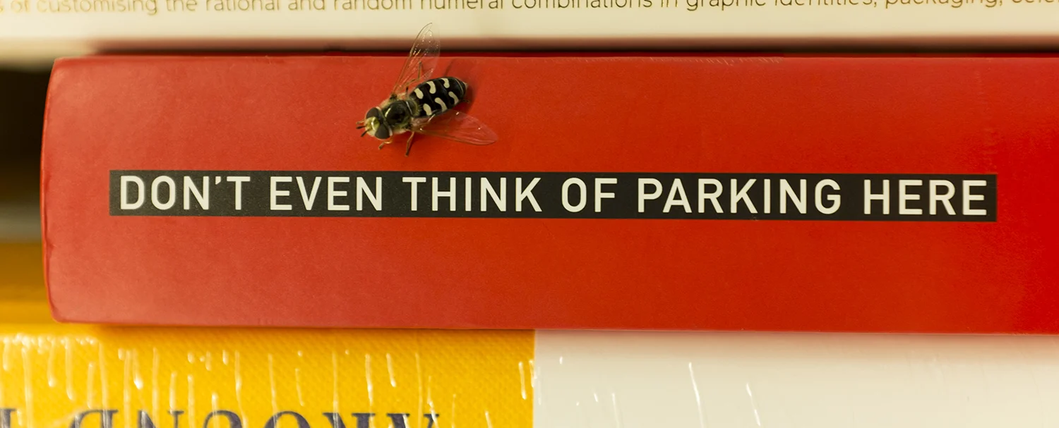 fly.jpg
